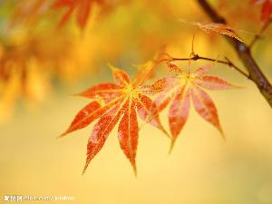 楓樹之美，開新視窗
